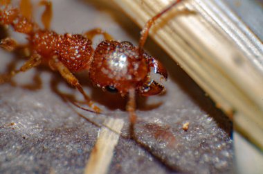 Kırmızı ateş karıncaları (Solenopsis geminata), makro fotoğrafçılık, baş, iğne, formik asit, vemon, Atta geminata, entomoloji, böcek, anten