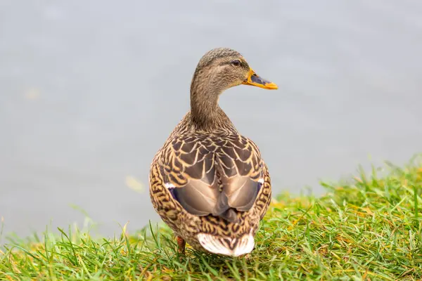 Eend Oever Van Rivier — Stockfoto