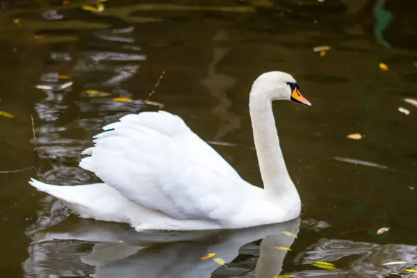 Witte Zwaan Het Meer — Stockfoto