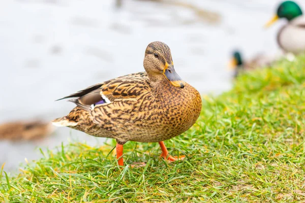 Ente Ufer Des Flusses — Stockfoto