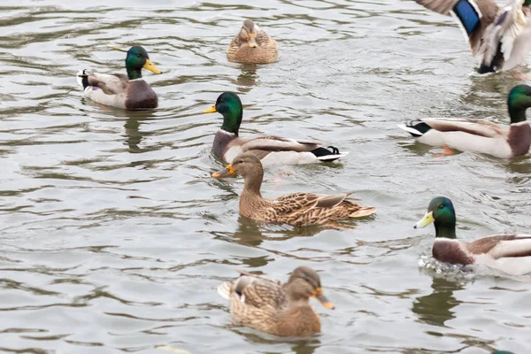 Entenschwärme Flussufer — Stockfoto