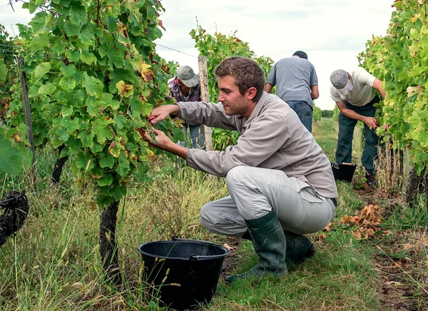 A young man picking ripe white grapes — Stock Photo, Image