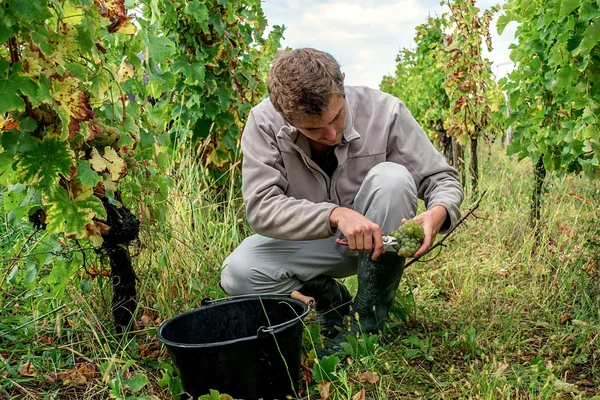 Een jonge man rijp witte druiven plukken — Stockfoto