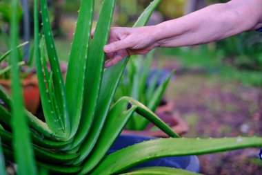 Bir saksının içindeki büyük bir Aloe Vera bitkisinin yakından çekilmiş fotoğrafı. Bir çiftçi yapraklarından birini alıyor, kesmeden önce inceliyor..