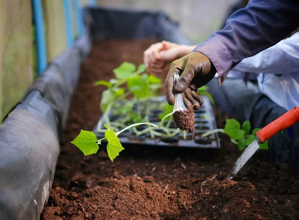 A hand of a farmer picking a small English cucumber seedling from its container to plant it on a raised rectangular pot filled with soil using a metal spoon.