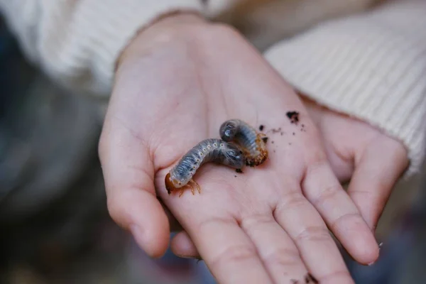 庭の地面から掘り出して大人のカブトムシに育てる準備をしている女の子が彼女の手にサイの幼虫を見せています — ストック写真