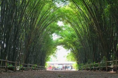 Nakorn Nayok, Tayland - 04 / 13 / 2021: Doğu Tayland 'daki Chulapornwararam tapınağındaki bambu koruluğunda güzel, yemyeşil bambu ağaçları bir tünel oluşturuyor.