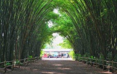 Nakorn Nayok, Tayland - 04 / 13 / 2021: Doğu Tayland 'daki Chulapornwararam tapınağındaki bambu koruluğunda güzel, yemyeşil bambu ağaçları bir tünel oluşturuyor.