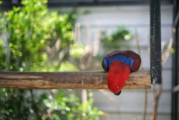 Papagaio Eclectus Fêmea Com Penas Vermelhas Azuis Coloridas Distintas Está — Fotografia de Stock