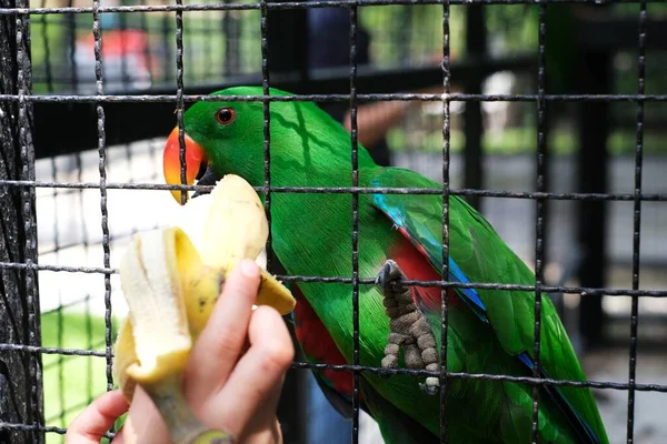 Papagaio Verde Bonito Com Bico Laranja Uma Gaiola Está Comendo — Fotografia de Stock