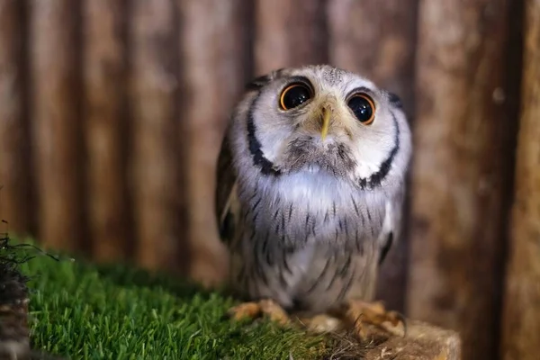 Şirin, küçük bir elf baykuşunun yakın plan fotoğrafı. Sevimli, iri gözlü, beyaz ve kahverengi hatlı bir baykuş. Evcil hayvan olmaya hazır bir kutunun üzerinde duruyor..