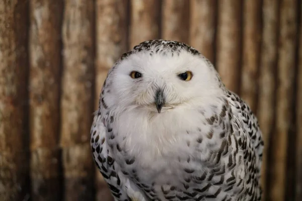 一只雪白色的猫头鹰 Bubo Scandiacus 的特写图片 它也被称为极性猫头鹰 白色猫头鹰和北极猫头鹰 有着黄色的眼睛和白色蓬松的羽毛 — 图库照片