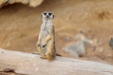Meerkat Suricata Suricatta 'nın portresi, Afrikalı yerli hayvan, firavun faresi ailesine ait küçük etobur.
