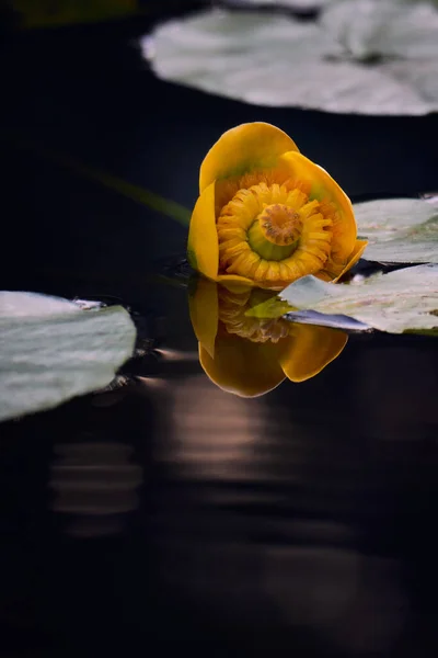 Yellow river summer flower lies on dark water and is reflected between glare and leaves.