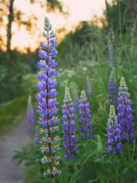 Lupins Roste Louce Poblíž Lesa Finsku — Stock fotografie