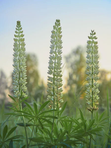 Lupins Roste Louce Poblíž Lesa Finsku — Stock fotografie