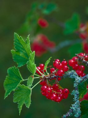 Eski bir çalıda yeni olgun kırmızı frenk üzümü hasadı: Lezzetli renkli vitaminler toplayan bahçıvanlık.
