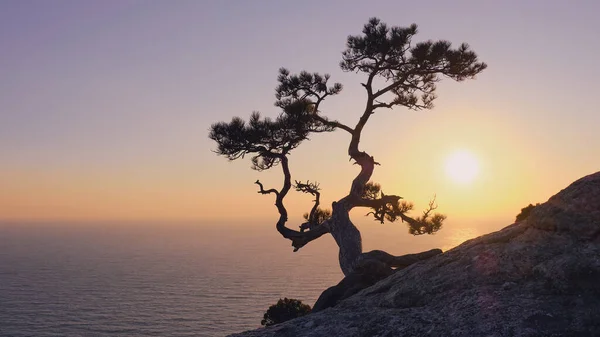 Silhueta Pinheiro Uma Montanha Contra Pano Fundo Mar Pôr Sol — Fotografia de Stock