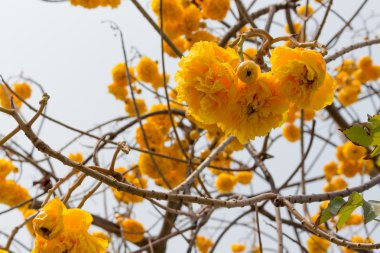Bahçede sarı ipek pamuk