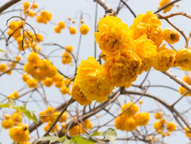 Bahçede sarı ipek pamuk