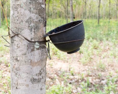 Lateks kauçuk ağacı üzerinden dokunarak, kauçuk ağacı bitkiler Ekonomi 's.