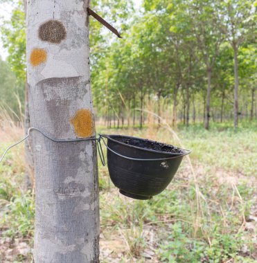 Lateks kauçuk ağacı üzerinden dokunarak, kauçuk ağacı bitkiler Ekonomi 's.