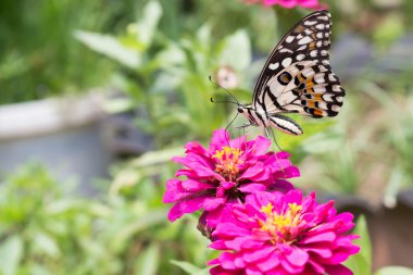 Zinnia çiçeği üzerinde Kelebek