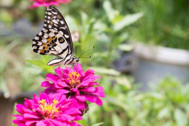 Zinnia çiçeği üzerinde Kelebek