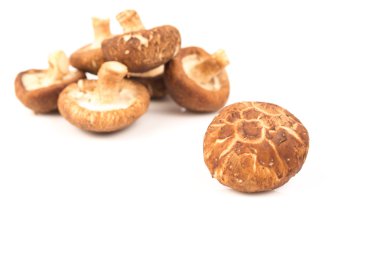 Taze shiitake mantar beyaz