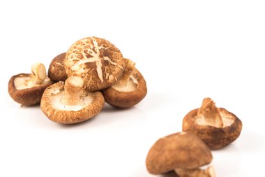 Taze shiitake mantar beyaz