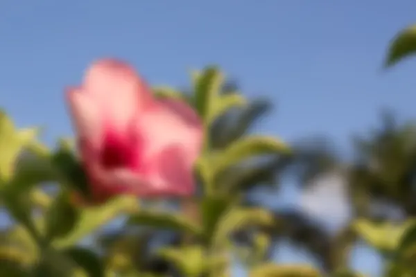Hermosas flores rosadas en el parque — Foto de Stock