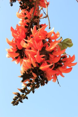 Palas çiçek gökyüzü arka plan üzerinde