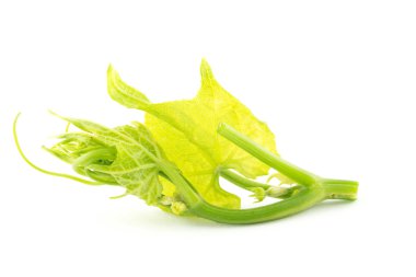Chayote beyaz zemin üzerine