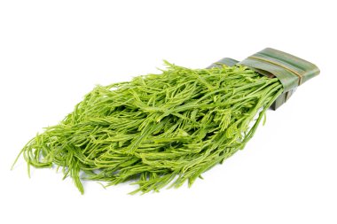 Akasya pennata beyaz arka plan üzerinde