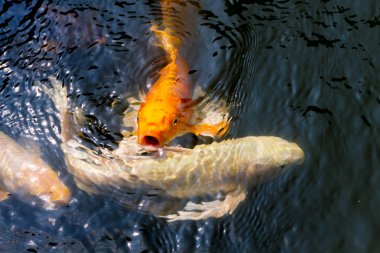 birlikte yemek için rekabet kalabalık carps