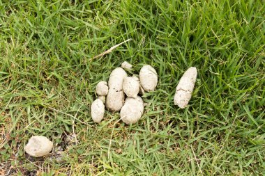 Köpek dışkı çimenlerin üzerinde