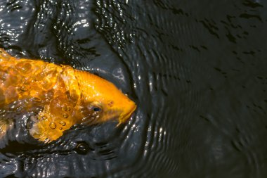 birlikte yemek için rekabet kalabalık carps