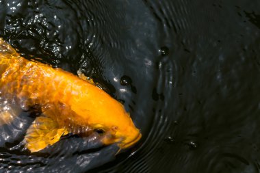birlikte yemek için rekabet kalabalık carps.