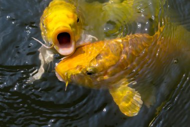 birlikte yemek için rekabet kalabalık carps