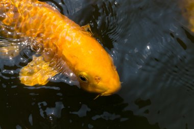 birlikte yemek için rekabet kalabalık carps