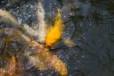 birlikte yemek için rekabet kalabalık carps