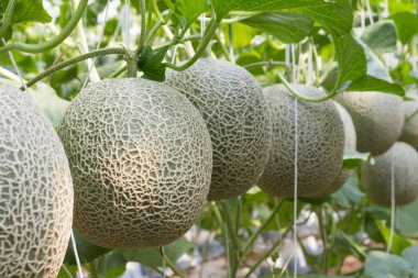 Kavun organik üretim çiftlik.