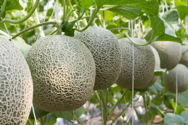 Kavun organik üretim çiftlik.