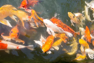birlikte yemek için rekabet kalabalık carps