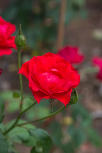 Vermelho rosa flores — Fotografia de Stock