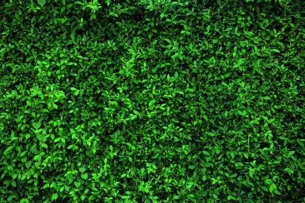Folhas verdes fundo da parede — Fotografia de Stock