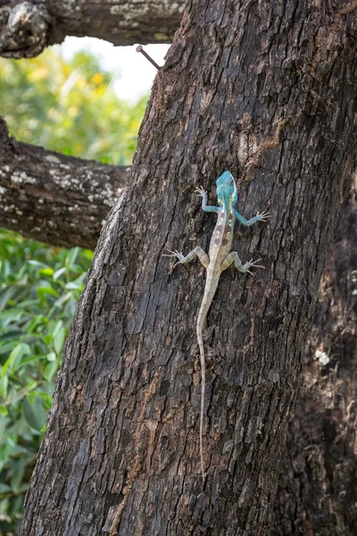 Caméléon Bule thai — Photo