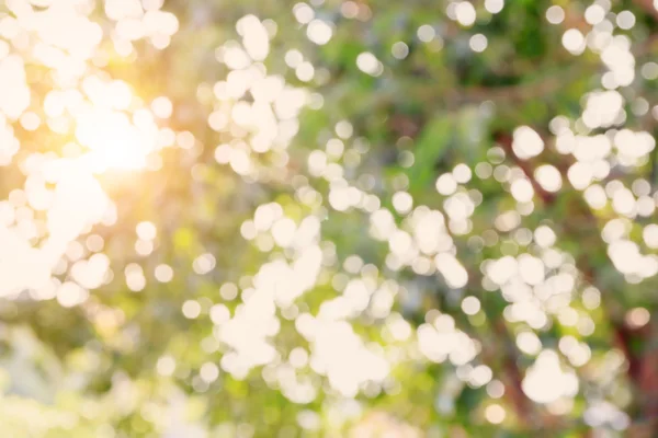 Doğa güneş sıçrama ve altın yaprakları ile — Stok fotoğraf