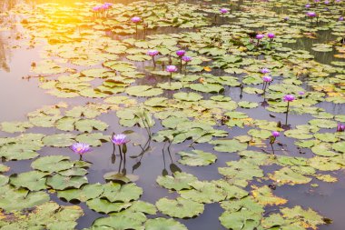 gölet üzerinde çiçek lotus çiçeği