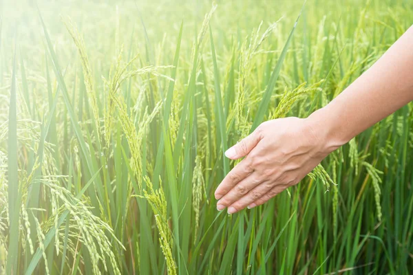 Fechar-se de uma mão que toca os campos de arroz verdes . — Fotografia de Stock